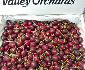 Cherry Orchard chủng Blackpearl