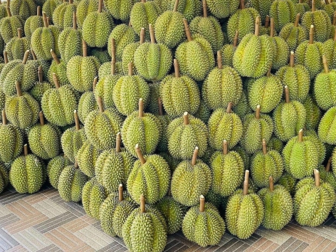 Sầu riêng giảm giá mạnh