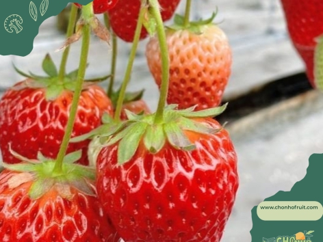 5 loại trái cây giúp giảm cân cấp tốc