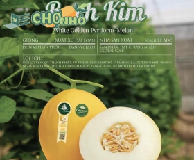 Dưa lê Bạch Kim | Danny Green | Organic| Golden Pyriform-Melon