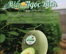 Dưa lưới Biển Ngọc Bích | Danny Green|Organic |SeaEmerald Musk-Melon
