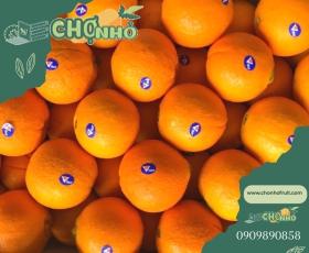 Cam Vàng Úc 
