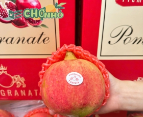 Lựu Pomegranate Tunisia