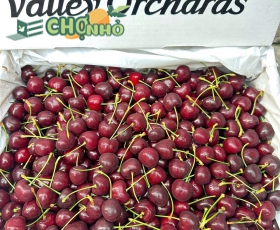 Cherry Orchard chủng Blackpearl