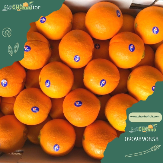 Cam Vàng Úc 