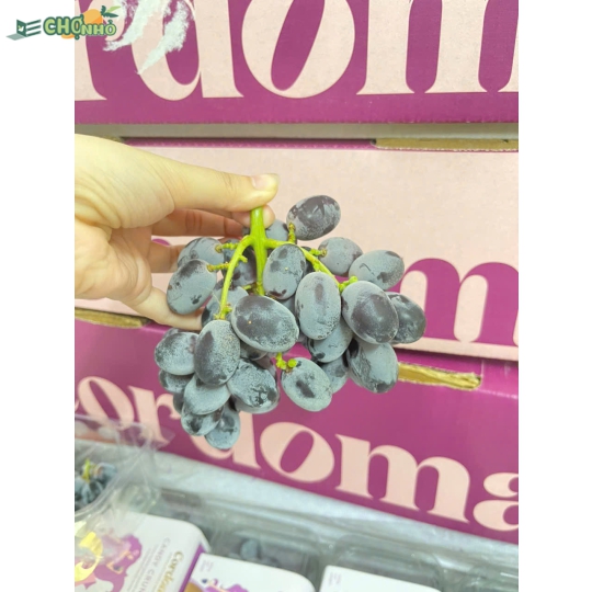 Nho Kẹo Candy Crunch Cordoma