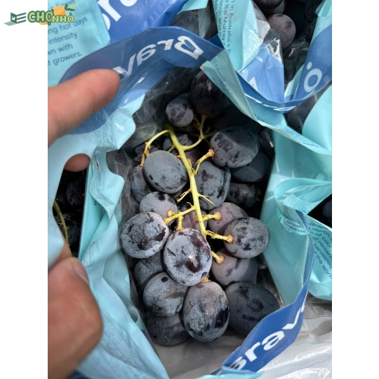 NHO ĐEN BRAVO ÚC