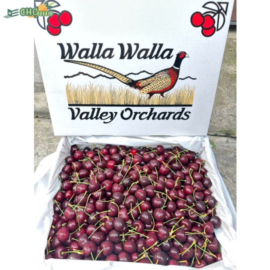 Cherry Orchard chủng Blackpearl