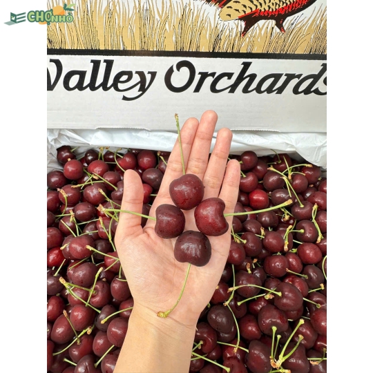 Cherry Orchard chủng Blackpearl